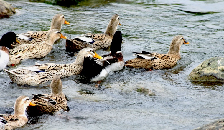 Giá gia cầm hôm nay 08/07/2022: Thêm một ngày ổn định