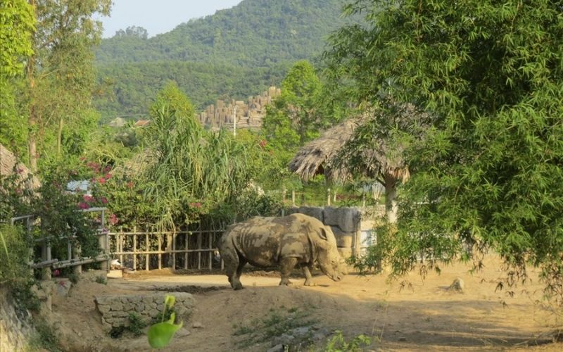 Loài tê giác tại Safari Mường Thanh Nghệ An