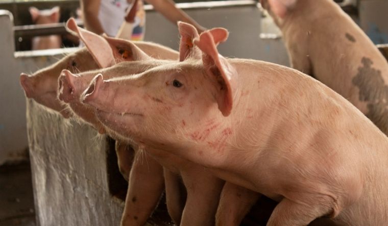 Giá heo hơi hôm nay 8/7/2022: Tiếp đà đi lên ở nhiều địa phương