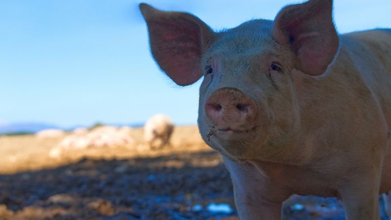 Giá heo hơi hôm nay 8/7 tại miền Nam