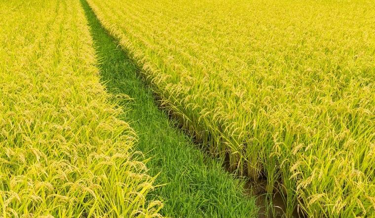 Giá lúa gạo hôm nay 8/7/2022: Tăng giảm trái chiều ở vài giống lúa nếp