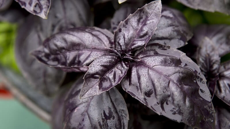 Cây Húng Tây Basil Đen - Rubin có lá màu đen, chứa nhiều chất tốt cho cơ thể