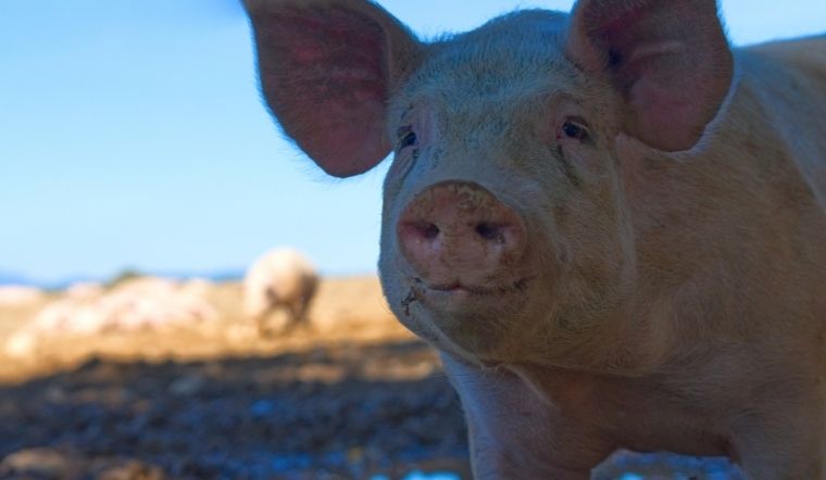 Giá heo hơi hôm nay 9/7/2022: Tăng cao nhất 5.000 đồng/kg