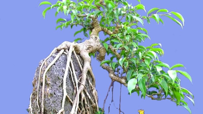 Top 20 Cây Cảnh Bonsai Đẹp Nhất Việt Nam, Cực Hợp Phong Thủy