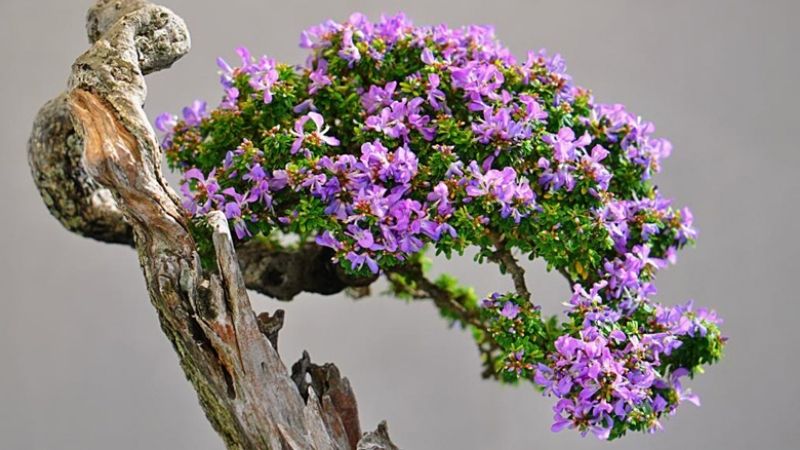 Top 20 cây cảnh bonsai đẹp nhất Việt Nam, cực hợp phong thủy