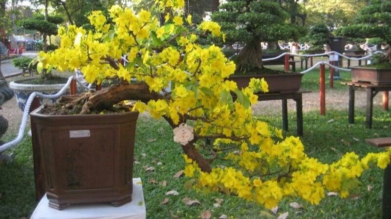 Bonsai Mai Vàng hương vị Tết