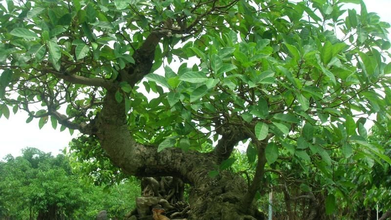 Top 20 cây cảnh bonsai đẹp nhất Việt Nam, cực hợp phong thủy