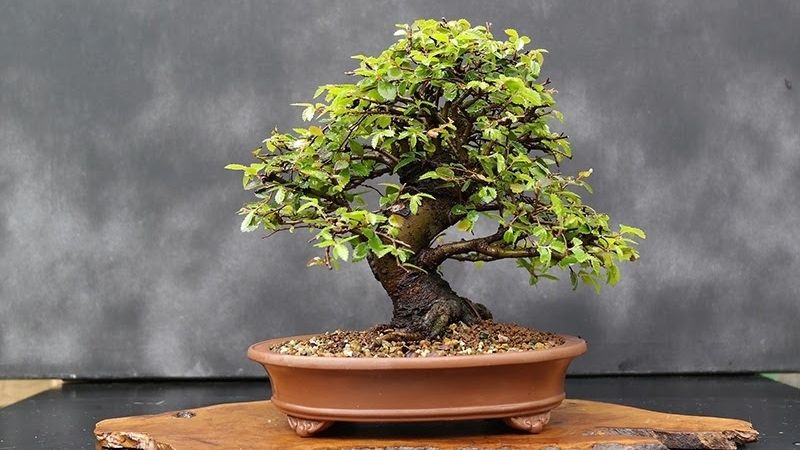 Bonsai Du Tàu thích hợp để ở ban công