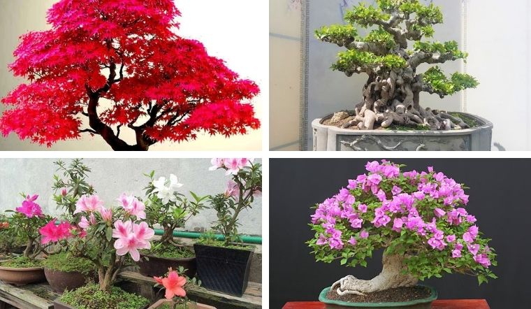 Top 20 Cây Cảnh Bonsai Đẹp Nhất Việt Nam, Cực Hợp Phong Thủy