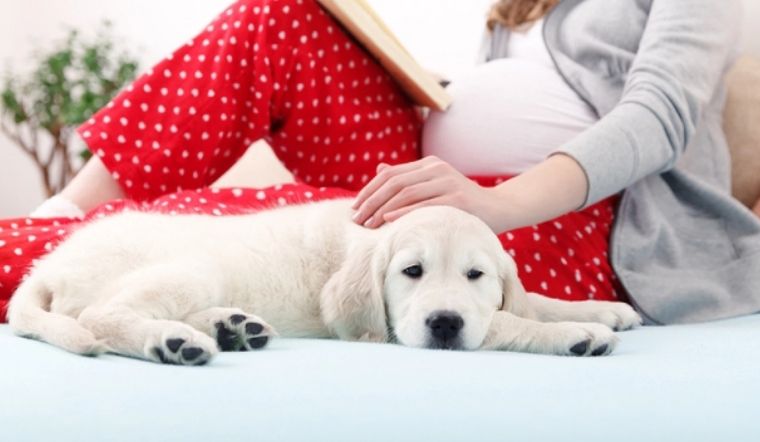 Phụ nữ mang thai có nên nuôi thú cưng không?