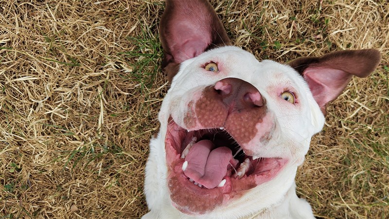 Ảnh chụp từ Nothing Phone (1) được tiết lộ trước ngày ra mắt Ảnh chụp từ Nothing Phone (1) được tiết lộ trước ngày ra mắt