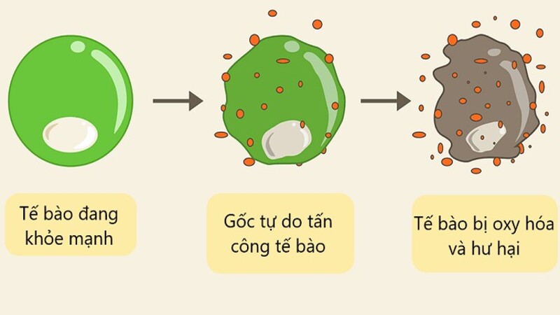 Bụi mịn làm cơ thể tạo ra các gốc tự do tấn công tế bào