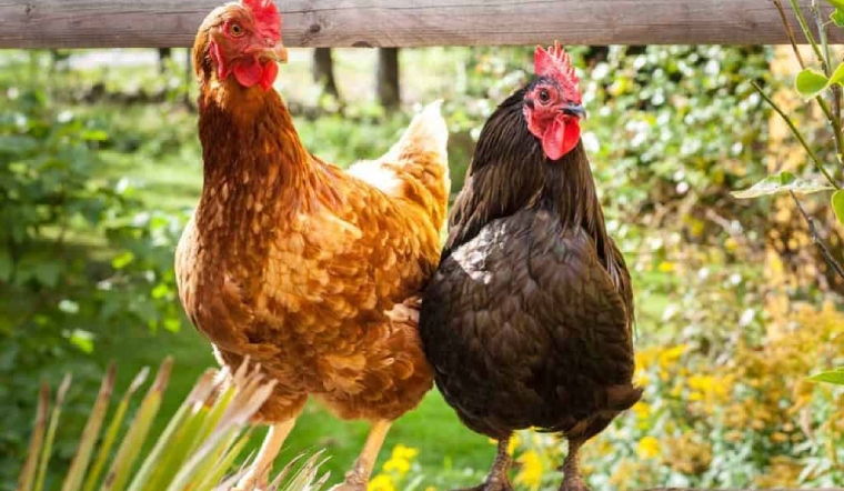 Giá gia cầm hôm nay 11/07/2022: Bình ổn ngày đầu tuần