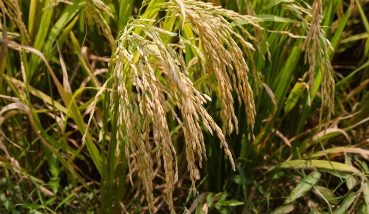 Giá lúa gạo hôm nay 11/7/2022: Một vài giống lúa giảm từ 50-100 đồng/kg