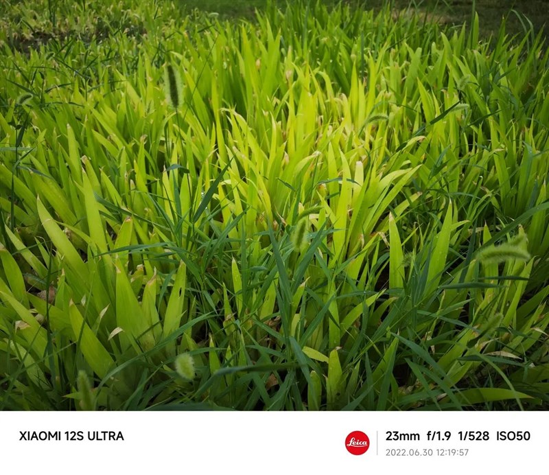 Ảnh được chụp bởi Xiaomi 12S Ultra trong điều kiện đủ sáng