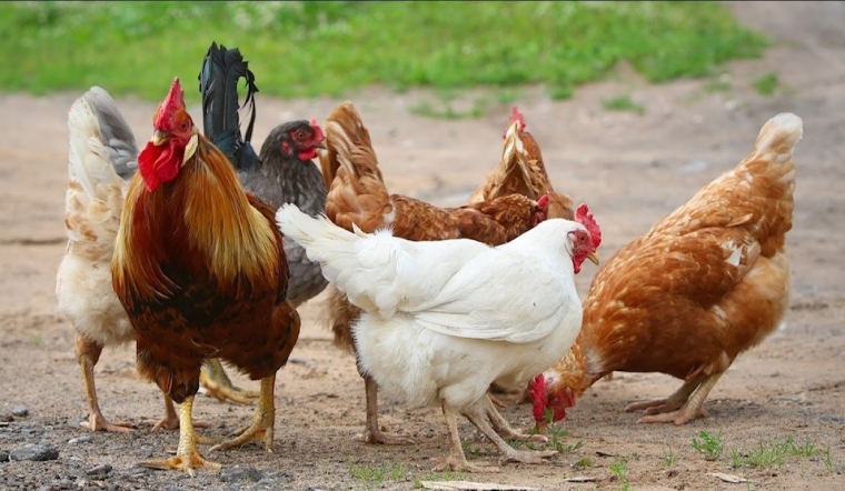 Giá gia cầm hôm nay 12/07/2022: Tiếp tục giữ nguyên mức giá bán