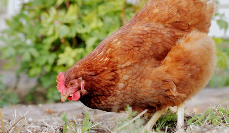 Giá gia cầm hôm nay 13/07/2022: Gà tăng giá đồng loạt, vịt giảm giá nhẹ