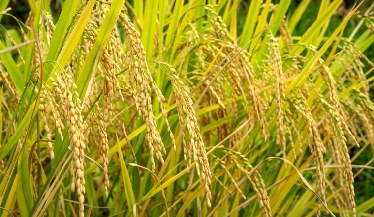 Giá lúa gạo hôm nay 13/7/2022: Giảm 100 đồng/kg ở vài giống lúa, nếp