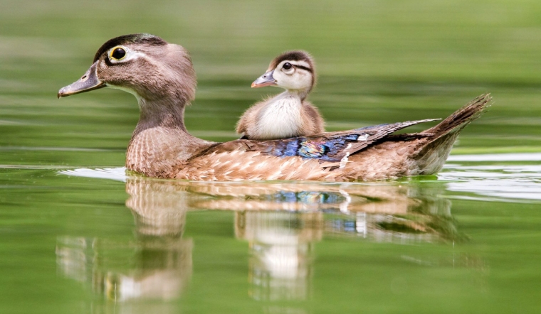 Giá gia cầm hôm nay 14/07/2022: Tạm thời chững giá