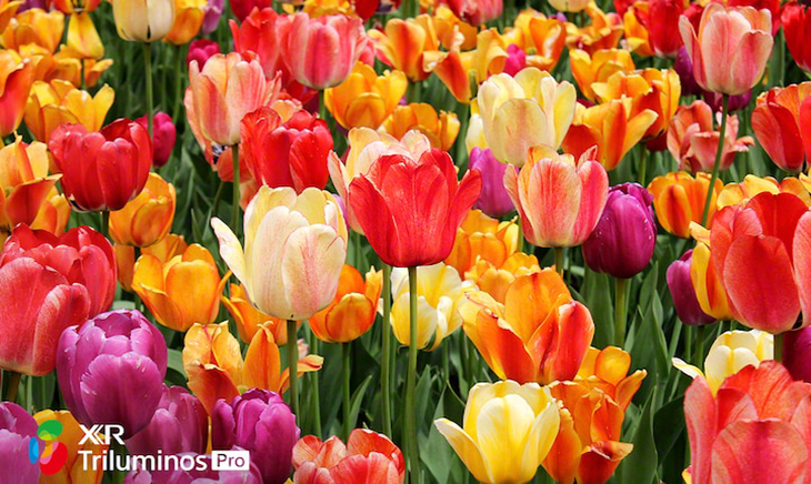 Công nghệ XR Colour Công nghệ XR Colour