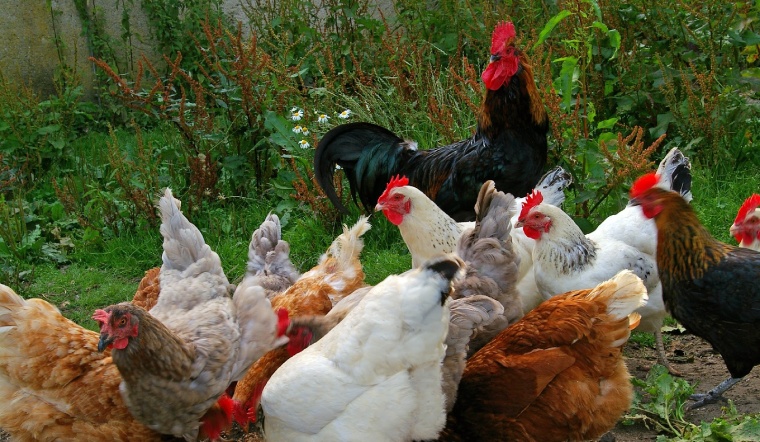 Giá gia cầm hôm nay 15/07/2022: Giá vịt tại Hà Nội hạ nhiệt, Cần Thơ tăng giá