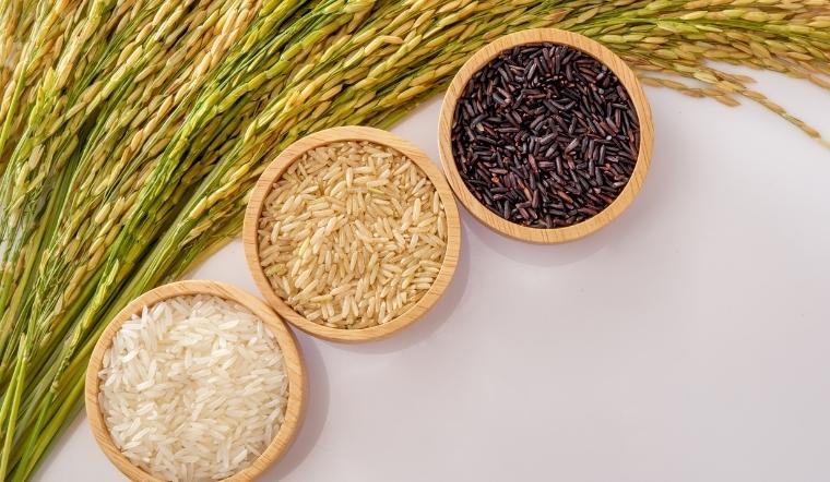 Giá lúa gạo hôm nay 15/7/2022: Tiếp tục duy trì ở mức ổn định
