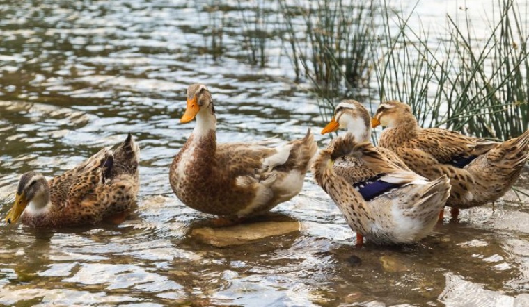 Giá gia cầm hôm nay 16/07/2022: Cuối tuần nhiều biến động đáng kể