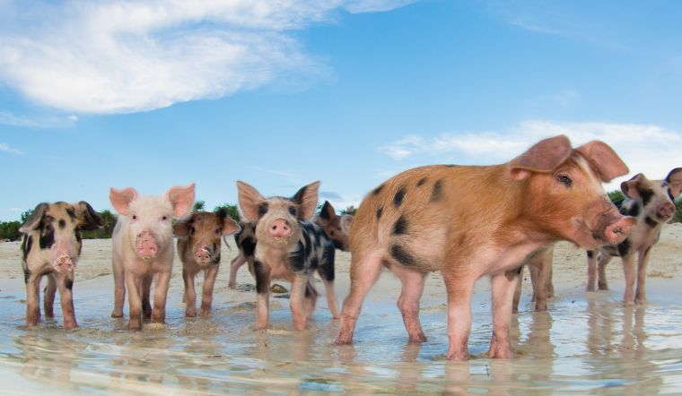 Giá heo hơi hôm nay 19/7/2022: Tăng cao nhất 7.000 đồng/kg