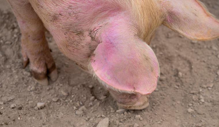 Giá heo hơi hôm nay 20/7/2022: Tiếp tục đi lên tại ba miền