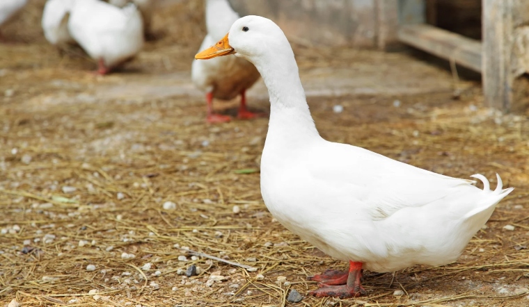 Giá gia cầm hôm nay 20/07/2022: Thị trường giá đi ngang