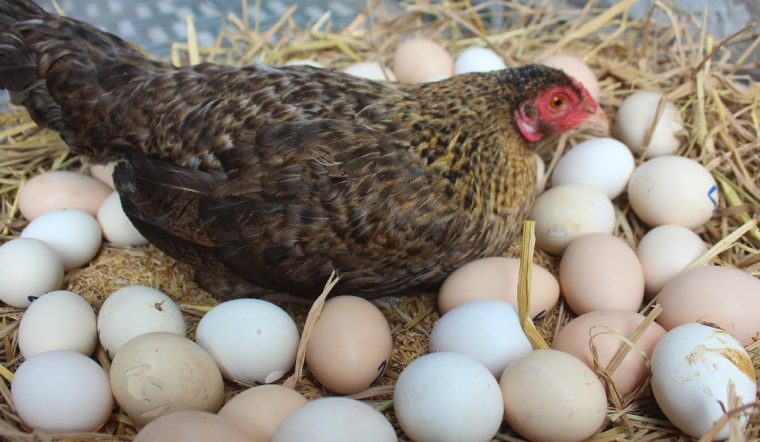 Giá gia cầm hôm nay 21/07/2022: Thêm 1 ngày giá bán không đổi