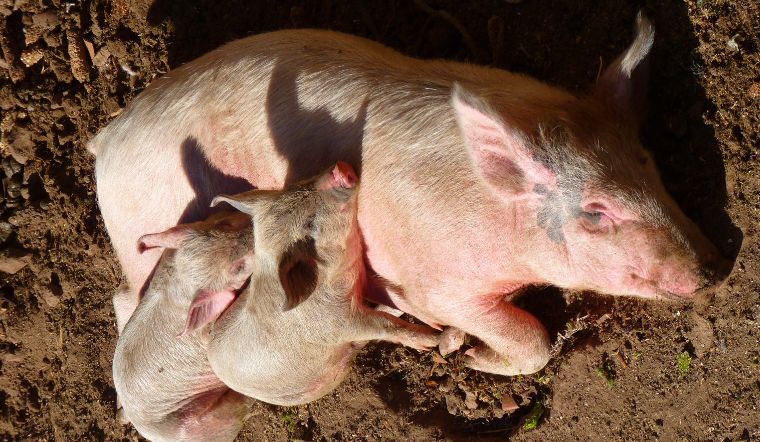 Giá heo hơi hôm nay 21/7/2022: Biến động trái chiều trong khoảng 5.000 đồng/kg