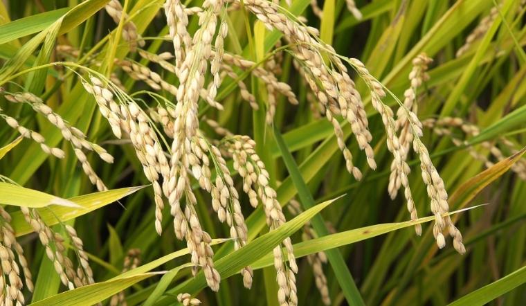 Giá lúa gạo hôm nay 21/7/2022: Giảm giá trên nhiều giống lúa, nếp