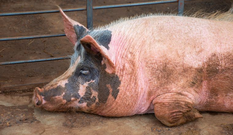 Giá heo hơi hôm nay 22/7/2022: Trái chiều trong khoảng 1.000 - 3.000 đồng/kg