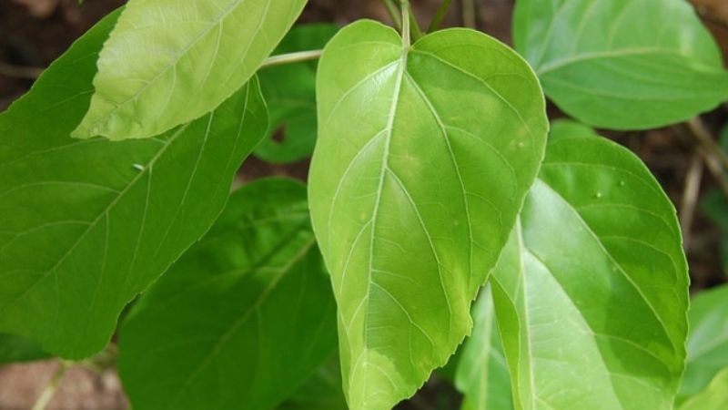 Where to buy leaf cách, how much does it cost?