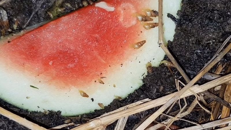 Trap snails in the garden with watermelon rinds