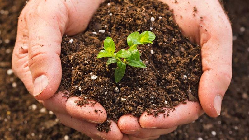 Use watermelon rind as fertilizer for plants