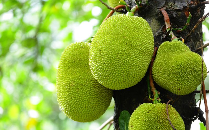 Bao trái tốt nhất khi nào để tránh ruồi vàng