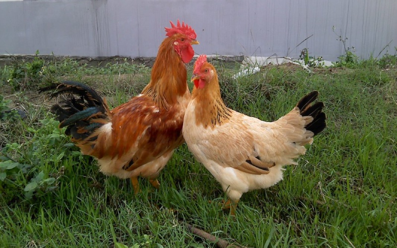 Giá gà hôm nay 23/07