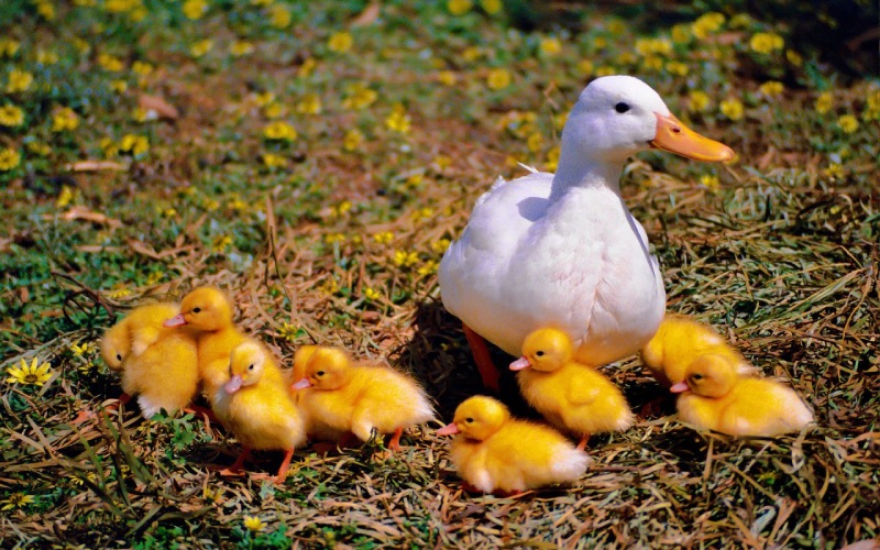 Giá vịt hôm nay 23/07