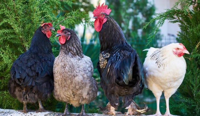 Giá gia cầm hôm nay 23/07/2022: Giá bán tạm thời ổn định