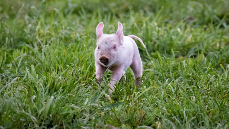 Giá heo hơi hôm nay 23/7 tại miền Trung, Tây Nguyên