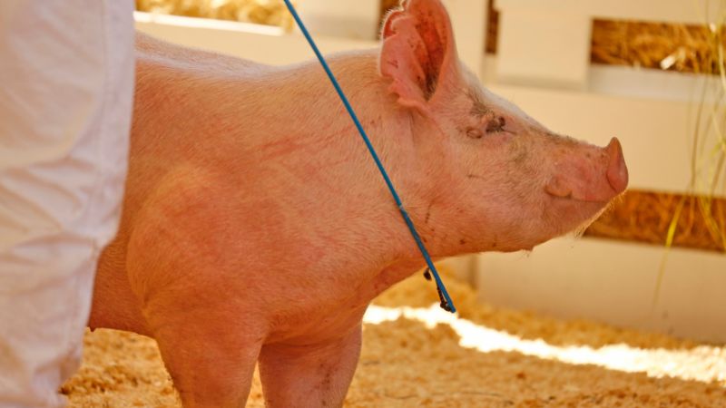 Giá heo hơi hôm nay 23/7 tại miền Nam