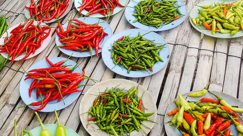 Giá ớt dao động từ 58.000 - 73.000 đồng/kg Giá ớt dao động từ 58.000 - 73.000 đồng/kg