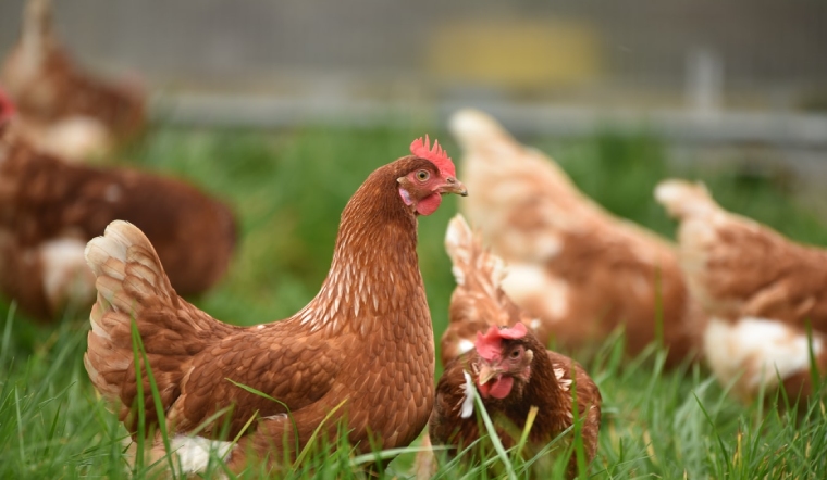 Giá gia cầm hôm nay 25/07/2022: Giá bán ổn định ngày đầu tuần