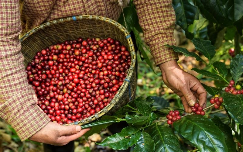 Giá cà phê Arabica giao dịch tại New York