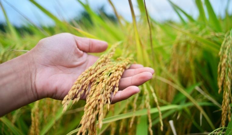 Giá lúa gạo hôm nay 25/7/2022: Giảm 100-200 đồng/kg ở vài giống lúa