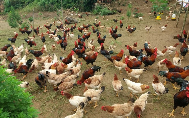 Giá gà hôm nay 27/07 Giá gà hôm nay 27/07