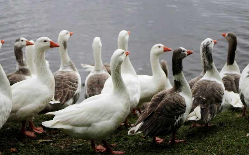 Giá vịt hôm nay 27/07 Giá vịt hôm nay 27/07