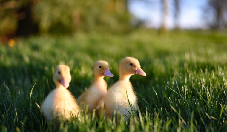 Giá gia cầm hôm nay 27/07/2022: Vịt giảm đồng loạt ở hầu hết các địa phương